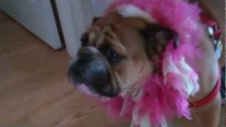 Bed And Breakfast Seattle - Sleeping Bulldog - The Bulldogs