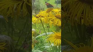 Calm stillness butterfly | nature