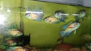 My beautiful and aggressive breeding pairs of Blue Acara Cichlids Fish #animals #fish #cichlids