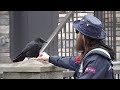 Canuck the crow has unlikely friendship with B.C. mail carrier