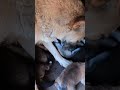 🐕 Adorable Baby Dog Barking for Milk – Too Cute! #doglife #cute #animals #puppymothers