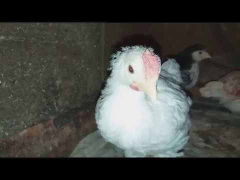Чем кормить двухмесячных цыплят в домашних условиях