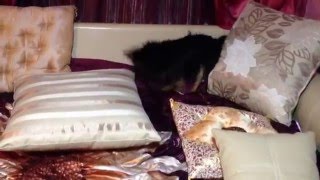 Видео Стандартная процедура после купания! (автор: Alexz S)