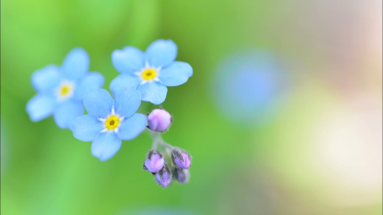 中村あゆみ Forget Me Not 歌詞 動画視聴 歌ネット