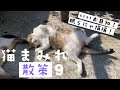 【散策】毎日こんな感じで過ごしてます！９