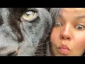 Disgruntled Luna the panther 😑🐆(ENG SUB)