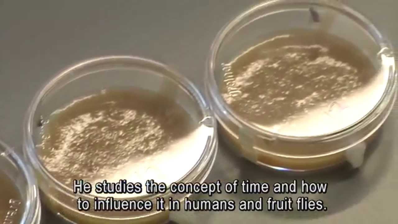 Het tijdsbesef van een fruitvlieg