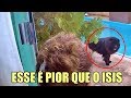 CHOW CHOW BRAVO ZIAR - FOMOS LÁ EM MONTES CLAROS BUSCAR O PRETÃO - CÃES BRASIL