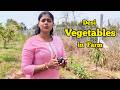 EP162 | Desi Vegetable Varieties Growing in Naiwik Farms | దేశీ కూరగాయలు | Kavya Pragnapuram