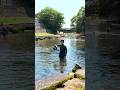 Their everyday river, seen from a different angle 🌊🐟👀 #underwater #underwaterworld #水中撮影 #水中映像