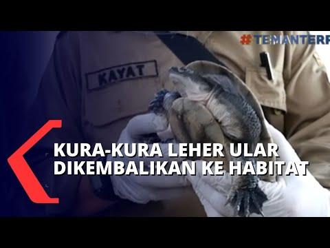 Video: Mengapa disebut kura-kura leher samping?