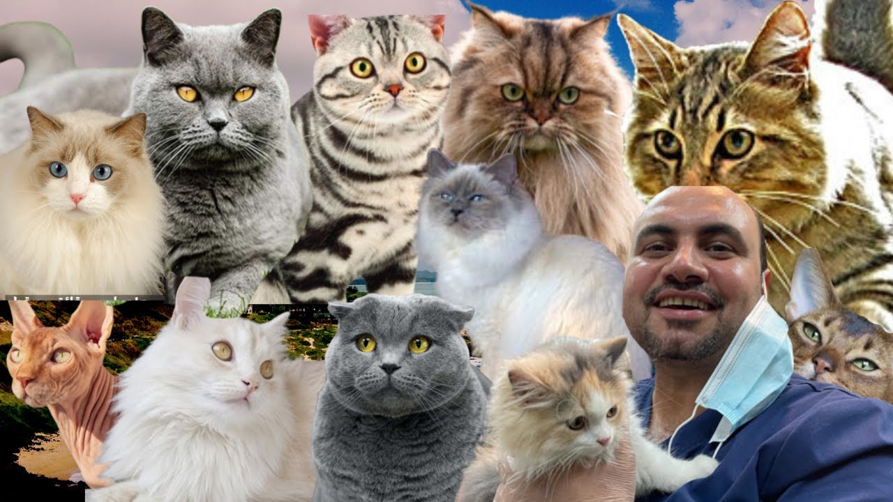 أشهر 10 أنواع من القطط المنزلية 🐈
