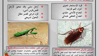 المحاضرة الثالثة تصنيف الحشرات طويئفة الحشرات عديمة الاجنحة وقسم الحشرات خارجية الأجنحة