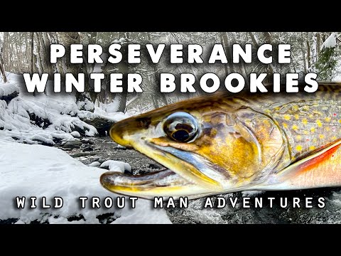 Catching NATIVE BROOKIES