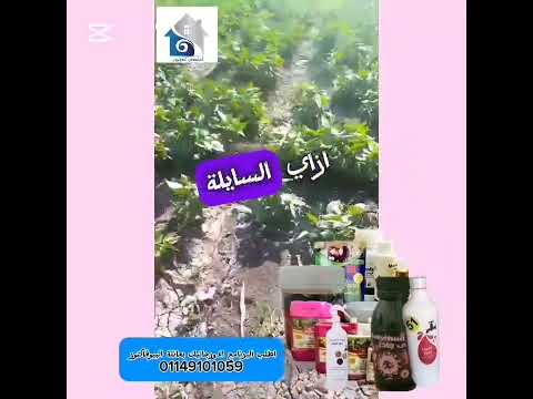 شوف اختراع من اخونا مربي في سوهاج حط دواء الكلوستيريديا من المتحدون الدوليون لمحصول الفاصوليا