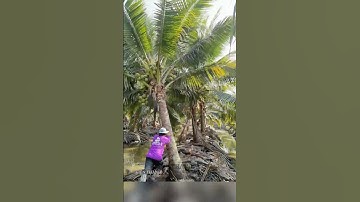 Cách bứng gốc dừa độc đáo ở Thái Lan #shorts