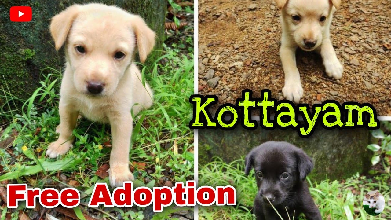 Free Adoption 3 Nadan Puppies Kottayam Pet Adoption Kerala