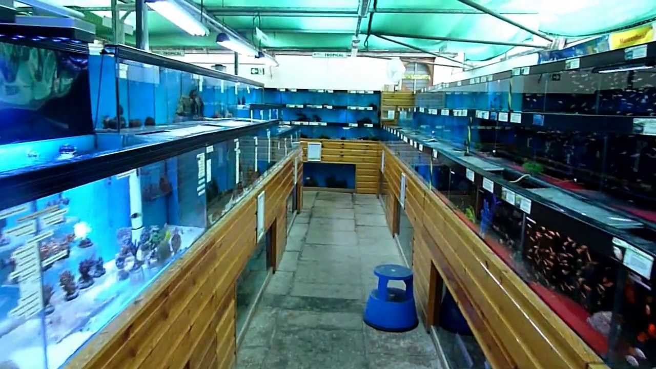 Fareham Maidenhead Aquatics Fish Store YouTube