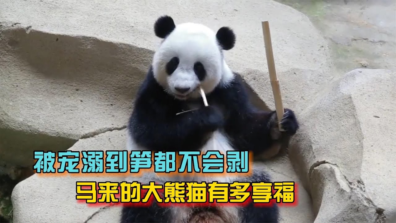 连笋子都不会剥，马来西亚的大熊猫被宠溺成地主家的傻儿子【宠物小豌豆】