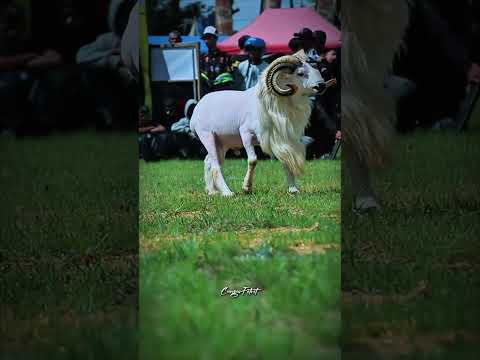 Omyok nya lebat 😎 #dombagarut #sukadombaofficial #domba #goat #sheep #animals #ram #farm