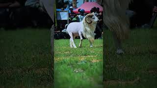 Omyok nya lebat 😎 #dombagarut #sukadombaofficial #domba #goat #sheep #animals #ram #farm