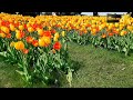 Тюльпани Дніпро Україна (Tulips Dnepr Ukraine)