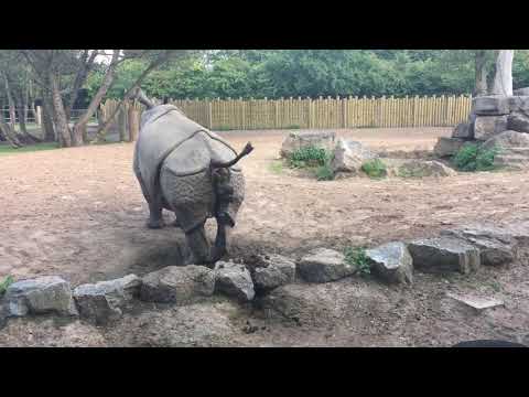 Rhino Poop Explosion Voice Over! warning extremely disgusting!