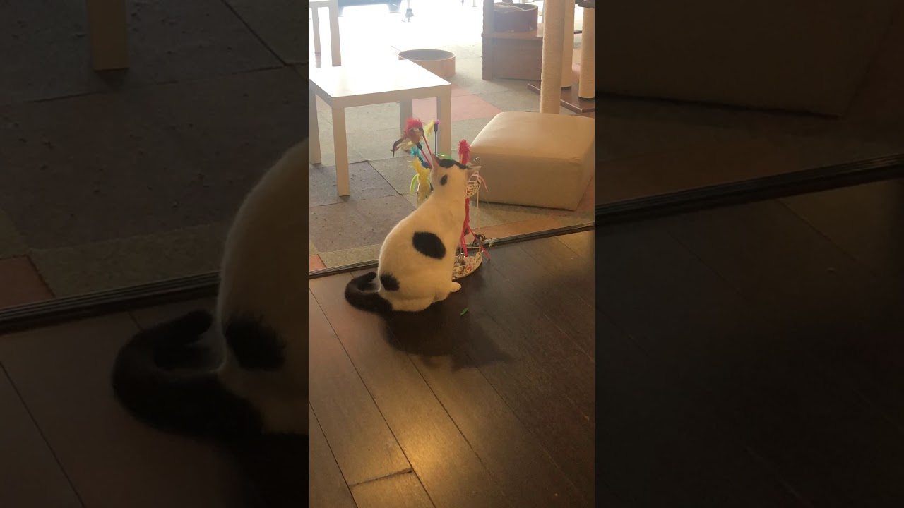 猫カフェ ミーシス ギズモ こっそり遊ぶ Youtube