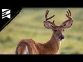 Timelapse of Deer Antlers Throughout the Summer!
