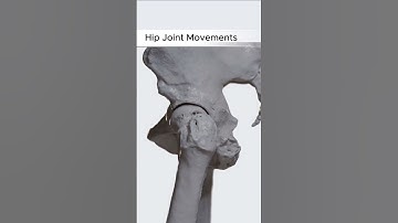 Hip Joint Movements #hip #hipjoint #3danatomy #3dbody  #3danatomy