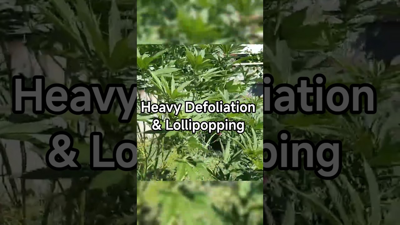 Интенсивное опадание листьев и леденцов 🌱
