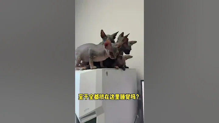 【奥斯卡一家的欢乐日常】养猫吗？满屋子掉色的那种？ - 天天要闻