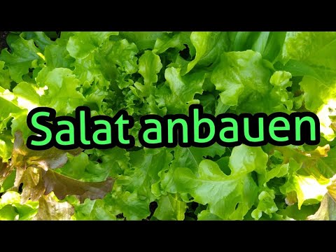 Salat anbauen Baby Leaf Salat Schnittsalat Pflücksalat anbauen pflege ernten Salat aussäen - YouTube