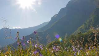 Video Wallpaper - Mountain Meadows    Wild Flowers 1 screenshot 2