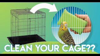 How to properly clean your bird's cage?
