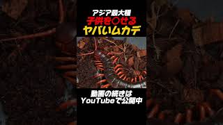 子どもを殺せるヤバいムカデ #おすすめ ##ペット #fyp