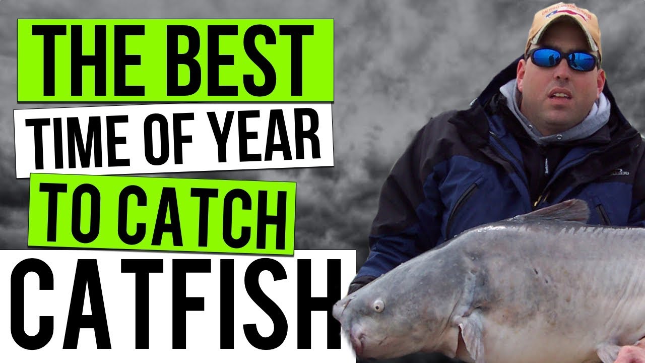 The Best Time To Catch Catfish: Seasonal Guide