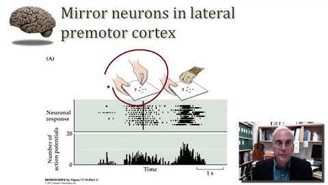 UMNC Premotor Cortex