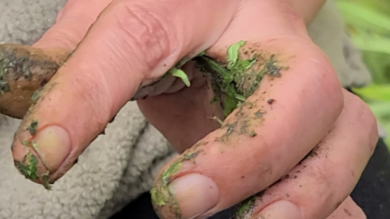 traditional finger hash