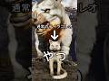 初心者におすすめ！序盤最強生物【ねこ】をご紹介！【ARK/ASA】#arksurvivalevolved #アーク #ゲーム実況 #1分雑学 #shorts