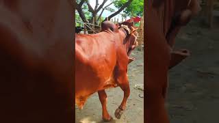 Cow videos 1300😅 #shortsvideo #funnyshorts #funny #cow #cowcow #funnycow #animals