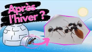 Après 3 mois au frigo, comment vont mes fourmis ? (fin de diapause, partie 1)