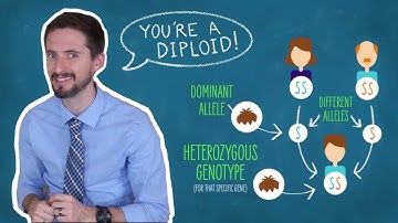 Dominant, Recessive, Incomplete Dominant, Codominant? What The Heterozygous Does This Mean?