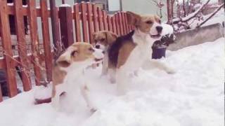 Beagles Playing Around In The Snow