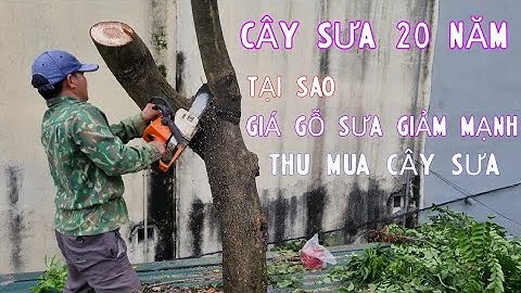 Gỗ sưa đỏ bao nhiêu năm có lõi