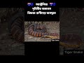 অস্ট্রেলিয়া   পৃথিবীর অন্যতম বিষাক্ত প্রাণীদের বাস #australia #shorts