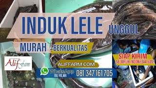Jual Indukan Lele Jenis Induk Lele Mutiara, Sangkuriang, Phyton, Masamo, Mutiara Harga Murah Grosir