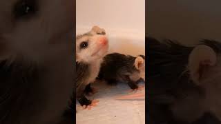 What to do when finding a baby opossum!