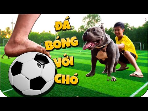 Video: Nghiên cứu mới tiết lộ: Tình yêu của một con chó là tốt cho sức khỏe của con người cao cấp