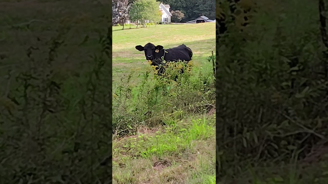 These cows 🐮